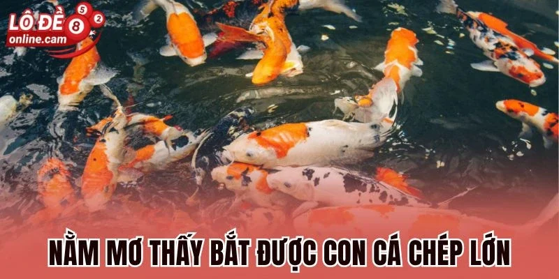 Mơ Thấy Cá Chép To - Ý Nghĩa, Tra Cứu Số Tài Lộc Liên Quan 2 Nằm mơ thấy bắt được con cá chép lớn